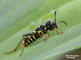 insecten 2022 deel 5